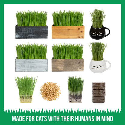 Kit De Hierba Orgánica Para Gatos Con Maceta De Cerámica Negra Para Gatos, Set De Regalo Fácil De Plantar En Interiores