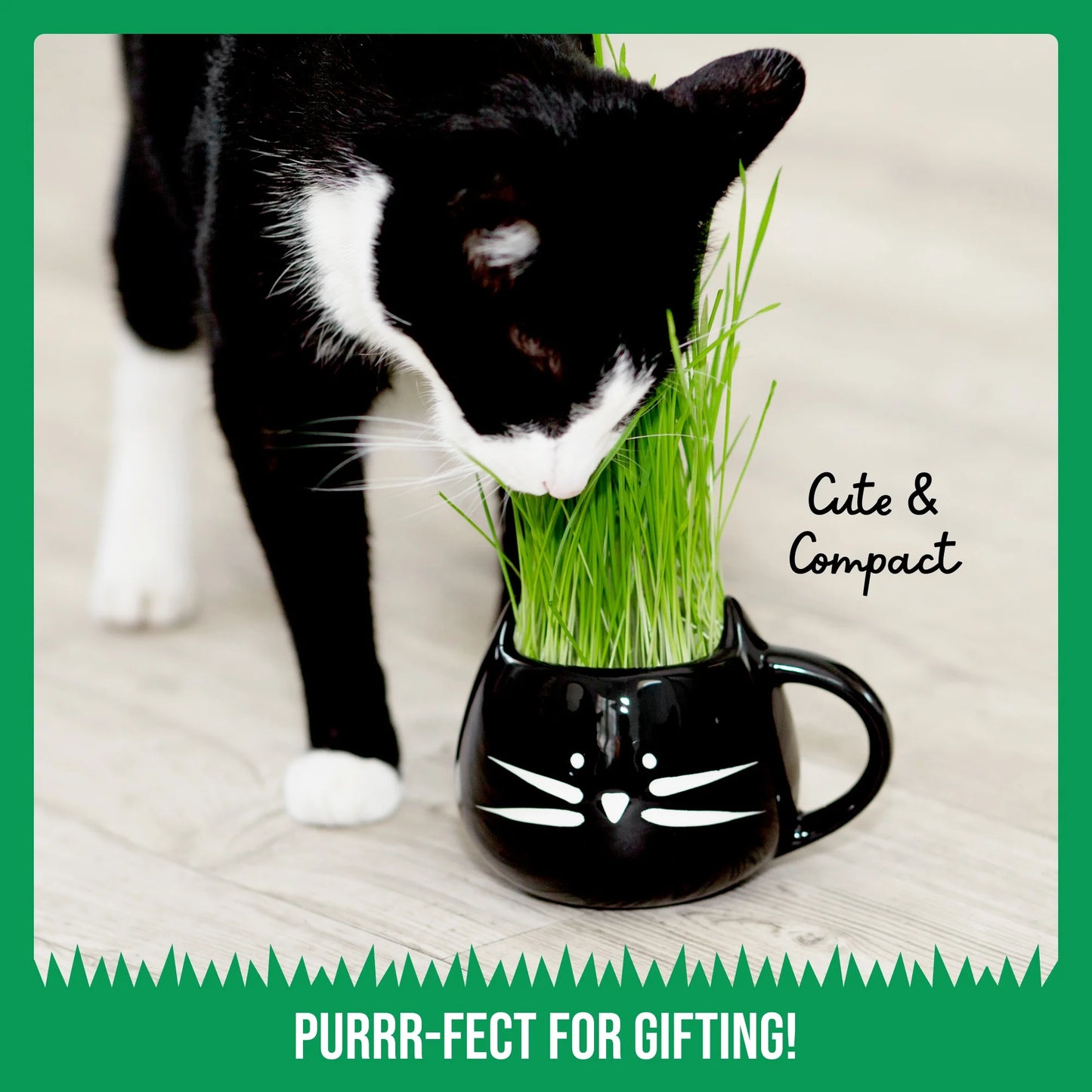 Kit De Hierba Orgánica Para Gatos Con Maceta De Cerámica Negra Para Gatos, Set De Regalo Fácil De Plantar En Interiores