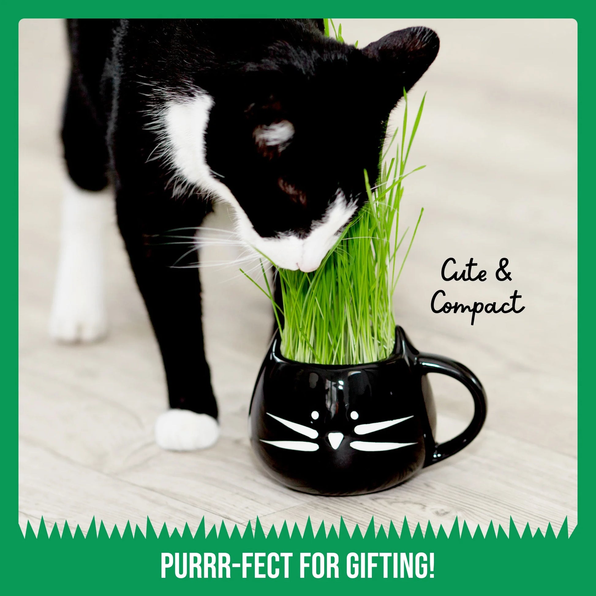 Kit De Hierba Orgánica Para Gatos Con Maceta De Cerámica Negra Para Gatos, Set De Regalo Fácil De Plantar En Interiores