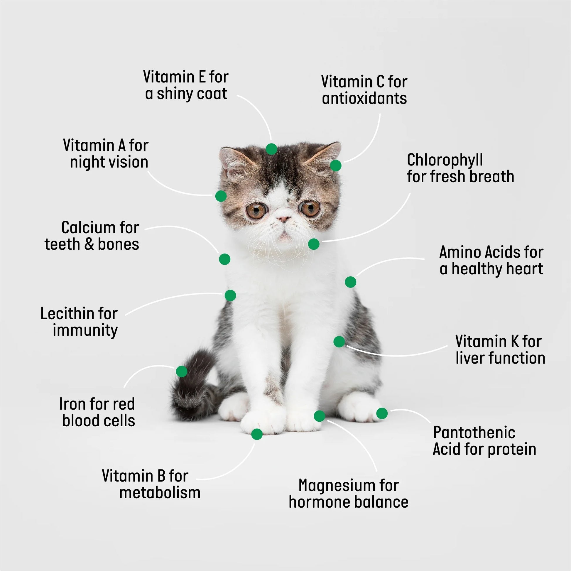 Kit De Hierba Orgánica Para Gatos Con Maceta De Cerámica Negra Para Gatos, Set De Regalo Fácil De Plantar En Interiores