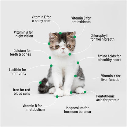 Kit De Hierba Orgánica Para Gatos Con Maceta De Cerámica Negra Para Gatos, Set De Regalo Fácil De Plantar En Interiores